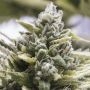 OG Kush Auto Marijuana Strain by Humboldt Seed Organisation For Sale Online at Cannabis Seeds Outlet