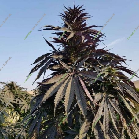 Baharak Regular Marijuana Strain by Afghan Selection For Sale Online at Cannabis Seeds Outlet