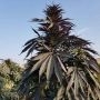 Baharak Regular Marijuana Strain by Afghan Selection For Sale Online at Cannabis Seeds Outlet