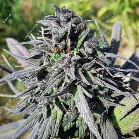 Balkh Regular Marijuana Strain by Afghan Selection For Sale Online at Cannabis Seeds Outlet