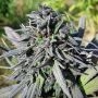 Balkh Regular Marijuana Strain by Afghan Selection For Sale Online at Cannabis Seeds Outlet