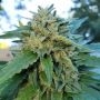 Afghan Selection Balkh Smoke Buds Weed Ganja Skunk Dope Pot Images Pics Nuggets