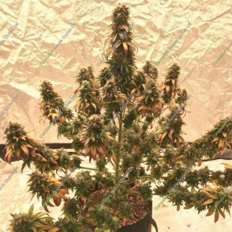 Chimtal Regular Marijuana Strain by Afghan Selection For Sale Online at Cannabis Seeds Outlet