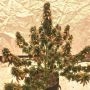 Chimtal Regular Marijuana Strain by Afghan Selection For Sale Online at Cannabis Seeds Outlet