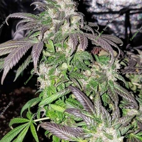 Hindu Kush Regular Marijuana Strain by Afghan Selection For Sale Online at Cannabis Seeds Outlet