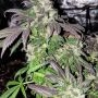 Hindu Kush Regular Marijuana Strain by Afghan Selection For Sale Online at Cannabis Seeds Outlet