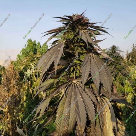 Khash Regular Marijuana Strain by Afghan Selection For Sale Online at Cannabis Seeds Outlet