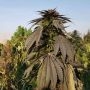 Khash Regular Marijuana Strain by Afghan Selection For Sale Online at Cannabis Seeds Outlet