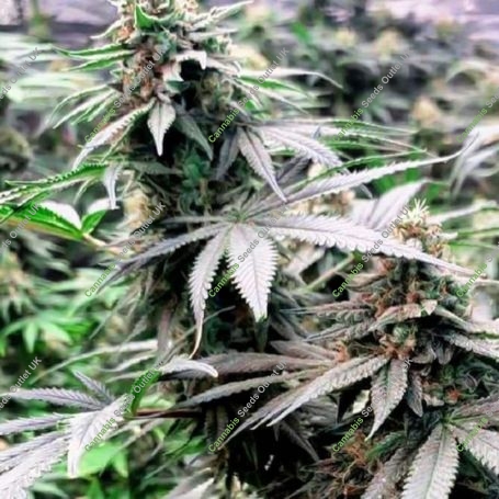 Kholm Regular Marijuana Strain by Afghan Selection For Sale Online at Cannabis Seeds Outlet