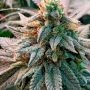 Afghan Selection Kholm Smoke Buds Weed Ganja Skunk Dope Pot Images Pics Nuggets
