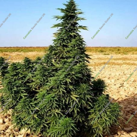Kundoz Regular Marijuana Strain by Afghan Selection For Sale Online at Cannabis Seeds Outlet
