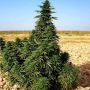 Kundoz Regular Marijuana Strain by Afghan Selection For Sale Online at Cannabis Seeds Outlet