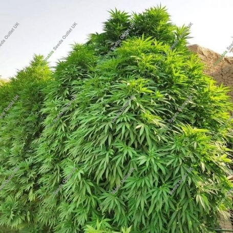 Mazar-i-Sharif Regular Marijuana Strain by Afghan Selection For Sale Online at Cannabis Seeds Outlet
