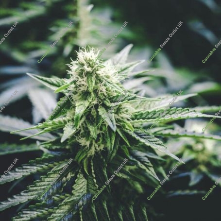 Panjsher Regular Marijuana Strain by Afghan Selection For Sale Online at Cannabis Seeds Outlet
