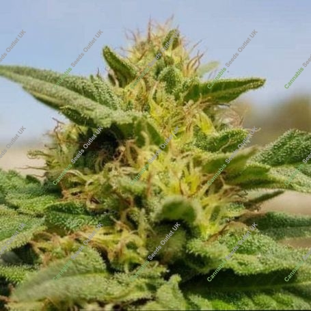 Rustam Kush Regular Marijuana Strain by Afghan Selection For Sale Online at Cannabis Seeds Outlet
