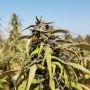 Afghan Selection Rustam Kush Smoke Buds Weed Ganja Skunk Dope Pot Images Pics Nuggets