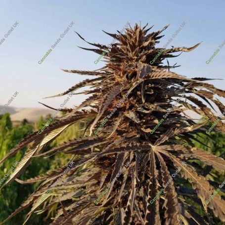 Sholgar Regular Marijuana Strain by Afghan Selection For Sale Online at Cannabis Seeds Outlet