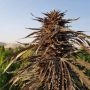Sholgar Regular Marijuana Strain by Afghan Selection For Sale Online at Cannabis Seeds Outlet