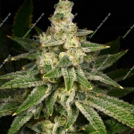 Crazy Hazey Feminized Marijuana Strain by Archive Seedbank For Sale Online at Cannabis Seeds Outlet