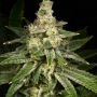 Crazy Hazey Feminized Marijuana Strain by Archive Seedbank For Sale Online at Cannabis Seeds Outlet