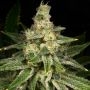 Archive Seedbank Crazy Hazey Smoke Buds Weed Ganja Skunk Dope Pot Images Pics Nuggets