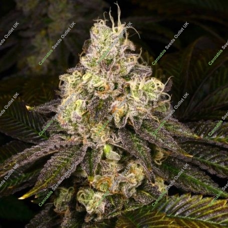 Double Cross Regular Marijuana Strain by Archive Seedbank For Sale Online at Cannabis Seeds Outlet