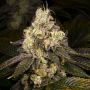 Double Cross Regular Marijuana Strain by Archive Seedbank For Sale Online at Cannabis Seeds Outlet
