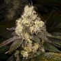 Archive Seedbank Double Cross Smoke Buds Weed Ganja Skunk Dope Pot Images Pics Nuggets