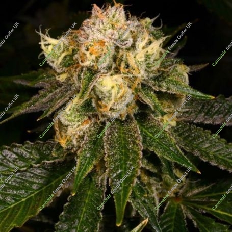 Flak Jacket Regular Marijuana Strain by Archive Seedbank For Sale Online at Cannabis Seeds Outlet