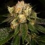 Flak Jacket Regular Marijuana Strain by Archive Seedbank For Sale Online at Cannabis Seeds Outlet