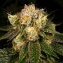 Archive Seedbank Flak Jacket Smoke Buds Weed Ganja Skunk Dope Pot Images Pics Nuggets