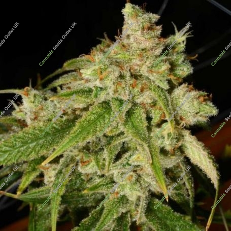 Holy Roller Regular Marijuana Strain by Archive Seedbank For Sale Online at Cannabis Seeds Outlet
