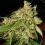 Holy Roller Regular Marijuana Strain by Archive Seedbank For Sale Online at Cannabis Seeds Outlet