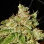 Archive Seedbank Holy Roller Smoke Buds Weed Ganja Skunk Dope Pot Images Pics Nuggets