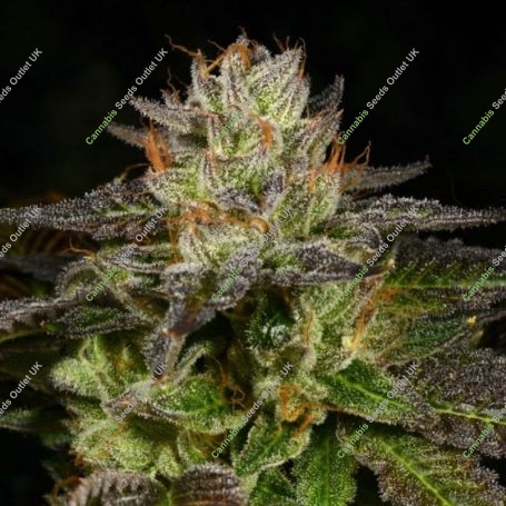 Ice Cream Cone Regular Marijuana Strain by Archive Seedbank For Sale Online at Cannabis Seeds Outlet