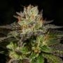 Ice Cream Cone Regular Marijuana Strain by Archive Seedbank For Sale Online at Cannabis Seeds Outlet
