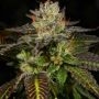 Archive Seedbank Ice Cream Cone Smoke Buds Weed Ganja Skunk Dope Pot Images Pics Nuggets