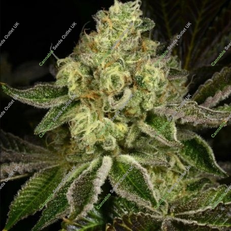 Show Boat Regular Marijuana Strain by Archive Seedbank For Sale Online at Cannabis Seeds Outlet