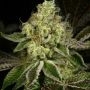 Show Boat Regular Marijuana Strain by Archive Seedbank For Sale Online at Cannabis Seeds Outlet