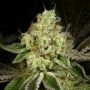 Archive Seedbank Show Boat Smoke Buds Weed Ganja Skunk Dope Pot Images Pics Nuggets