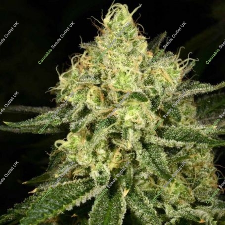 Tasty Tree Regular Marijuana Strain by Archive Seedbank For Sale Online at Cannabis Seeds Outlet