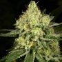 Tasty Tree Regular Marijuana Strain by Archive Seedbank For Sale Online at Cannabis Seeds Outlet