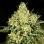 Archive Seedbank Tasty Tree Smoke Buds Weed Ganja Skunk Dope Pot Images Pics Nuggets