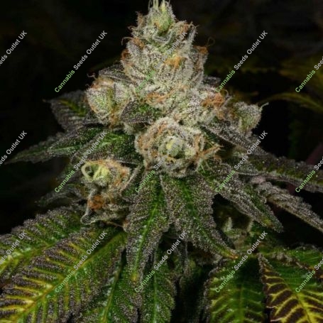Z-Face Regular Marijuana Strain by Archive Seedbank For Sale Online at Cannabis Seeds Outlet