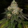 Z-Face Regular Marijuana Strain by Archive Seedbank For Sale Online at Cannabis Seeds Outlet