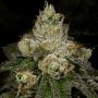 Archive Seedbank Z-Face Smoke Buds Weed Ganja Skunk Dope Pot Images Pics Nuggets