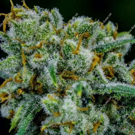 Apollo 11 Regular Marijuana Strain by Brothers Grimm Seeds For Sale Online at Cannabis Seeds Outlet