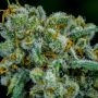 Apollo 11 Regular Marijuana Strain by Brothers Grimm Seeds For Sale Online at Cannabis Seeds Outlet