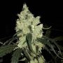 Brothers Grimm Seeds Apollo 11 Smoke Buds Weed Ganja Skunk Dope Pot Images Pics Nuggets