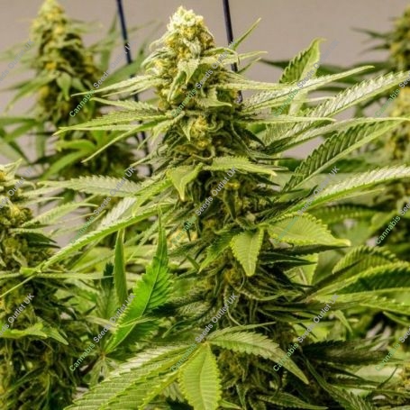 Apollo 13 Regular Marijuana Strain by Brothers Grimm Seeds For Sale Online at Cannabis Seeds Outlet